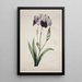 Iris giapponese Grande Iris blu - John Edwards — quadro incorniciato alla parete