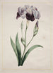 Iris giapponese Grande Iris blu - John Edwards — vista dell’opera