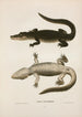 Alligator del Mississippi - John Edwards Holbrook — vista dell’opera