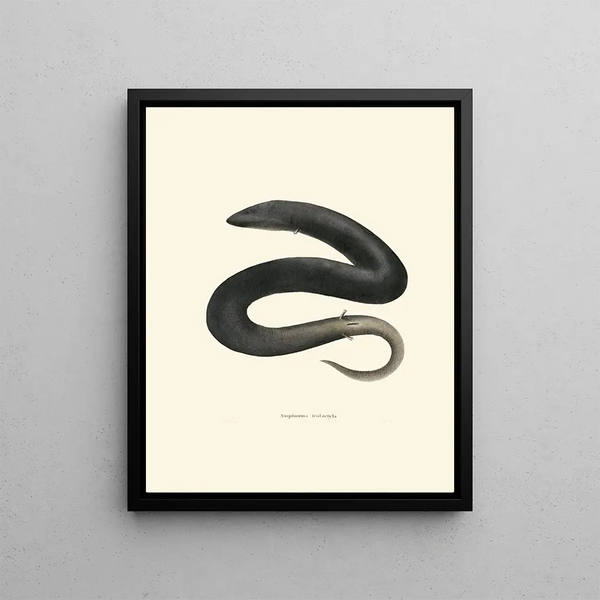 John Edwards Holbrook - Amphiuma tridactyla.webp