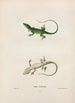 Anolis de Caroline - John Edwards Holbrook — vista dell’opera