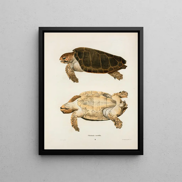 John Edwards Holbrook - Chelonia caretta.webp