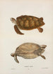 Tortue verte Chelonia mydas - John Edwards Holbrook — vista dell’opera
