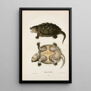 John Edwards Holbrook - Chelonura Temminckii.webp