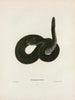 Crotalophorus Kirtlandii - John Edwards Holbrook — vista dell’opera