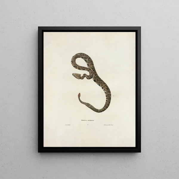 John Edwards Holbrook - Crotalus oregonus.webp