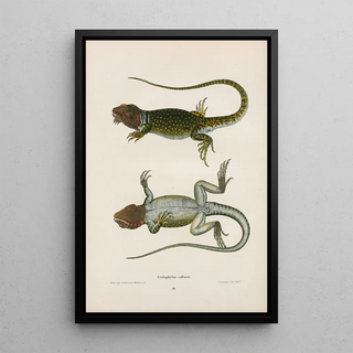 John Edwards Holbrook - Crotaphytus collaris.webp