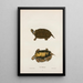 Tortue de Mobile - John Edwards Holbrook — quadro incorniciato alla parete