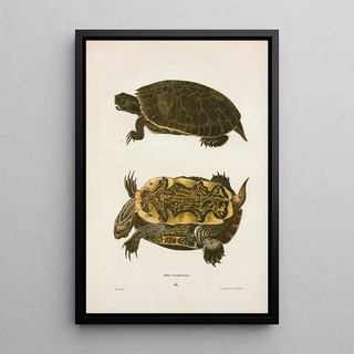 John Edwards Holbrook - Emys Oregoniensis.webp