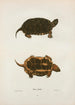 Tortue ponctuée - John Edwards Holbrook — vista dell’opera