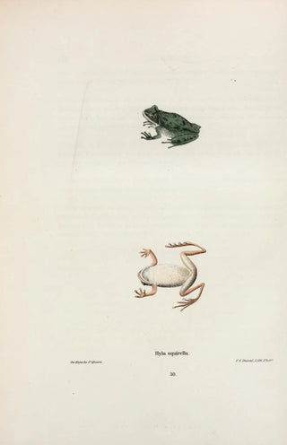 John Edwards Holbrook - Hyla squirella.webp