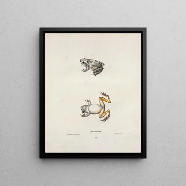 John Edwards Holbrook - Hyla versicolor.webp