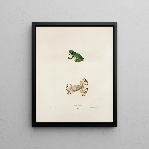 John Edwards Holbrook - Hyla viridis.webp
