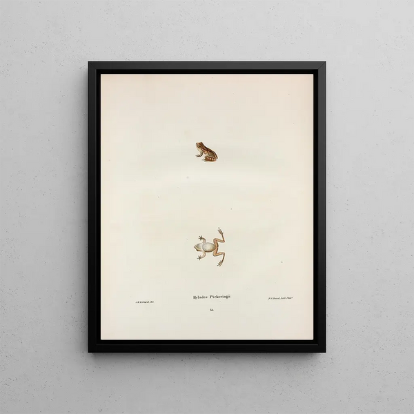 John Edwards Holbrook - Hylodes Pickeringii.webp