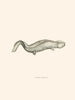 Menopoma Alleghanensis - John Edwards Holbrook — vista dell’opera