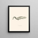 Menopoma Alleghanensis - John Edwards Holbrook — quadro incorniciato alla parete