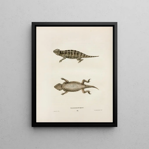 John Edwards Holbrook - Phrynosoma Douglassii.webp