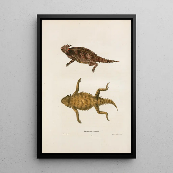 John Edwards Holbrook - Phrynosoma coronata.webp