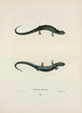Salamandre granulosa - John Edwards Holbrook — vista dell’opera