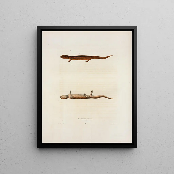 John Edwards Holbrook - Salamandra salmonea.webp