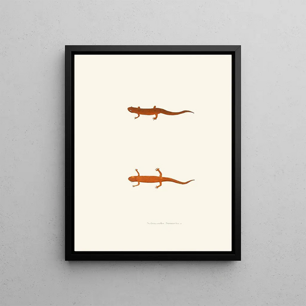 John Edwards Holbrook - Salamandra symmetrica.webp