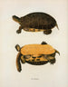 Tortue Polyphème - John Edwards Holbrook — vista dell’opera