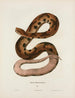 Trigonocephalus contortrix - John Edwards Holbrook — vista dell’opera