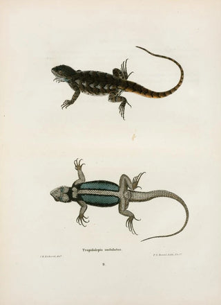 John Edwards Holbrook - Tropidolepis undulatus.webp
