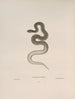 Tropidonotus dekayi - John Edwards Holbrook — vista dell’opera