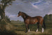 Un stallone Clydesdale - John Frederick Herring l'Ancien — vista dell’opera