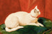 Un gatto bianco - John Frederick Herring l'Ancien — vista dell’opera
