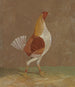 Galli da combattimento: un gallo da combattimento con petto pallido rivolto a destra - John Frederick Herring l'Antico — vista dell’opera