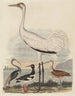 Airone della Louisiana Oca di mare Gabbiano reale e Gru a cerchio e Beccaccia lunga - John G. Warnicke — vista dell’opera