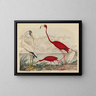 John G Warnicke - Wood Ibis Scarlet Ibis Flamingo and White Ibis.webp