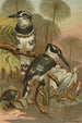 Martin-pêcheur noir e bianco - John George Wood — vista dell’opera