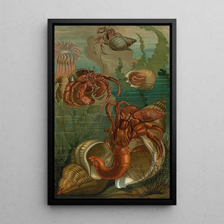 John George Wood - HermitCrabs.webp