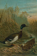 Canard colvert - John George Wood — vista dell’opera