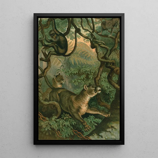 John George Wood - Puma.webp