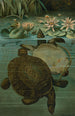 Tortues molles - John George Wood — vista dell’opera