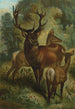 Cerf élaphe - John George Wood — vista dell’opera