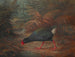 Un moho takahe Notornis mantelli - John Gerrard Keulemans — vista dell’opera