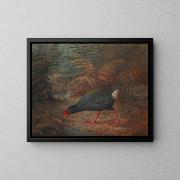 Un moho takahe Notornis mantelli - John Gerrard Keulemans — quadro incorniciato alla parete