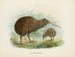 Apteryx di Mantell - John Gerrard Keulemans — vista dell’opera