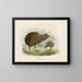 Apteryx di Mantell - John Gerrard Keulemans — quadro incorniciato alla parete