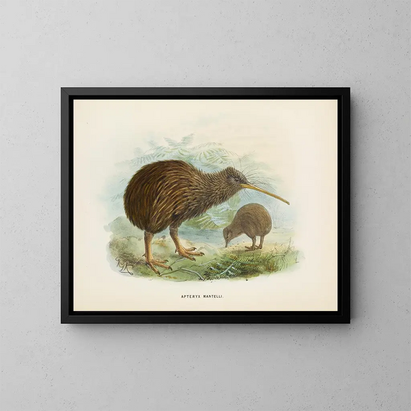 Apteryx di Mantell - John Gerrard Keulemans — quadro incorniciato alla parete