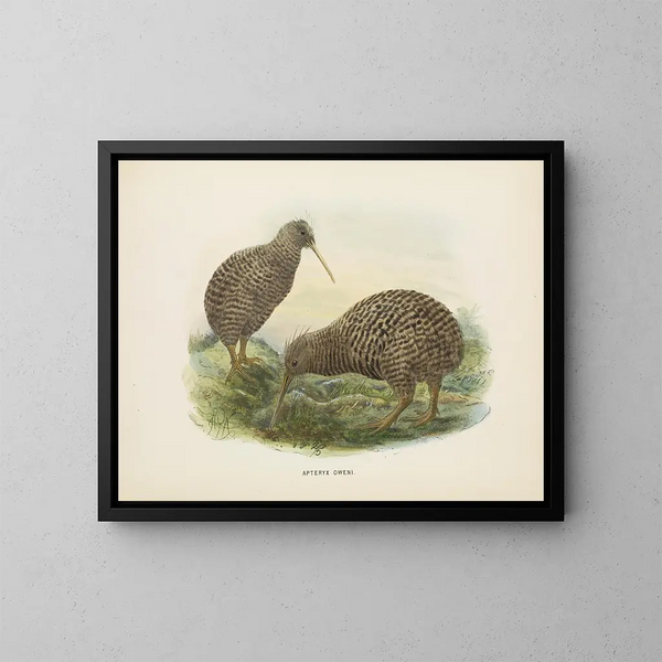 Apteryx oweni - John Gerrard Keulemans — quadro incorniciato alla parete