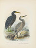 Ardea sacra e Ardea hollandiae - John Gerrard Keulemans — vista dell’opera