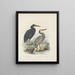 Ardea sacra e Ardea hollandiae - John Gerrard Keulemans — quadro incorniciato alla parete