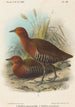 Oiseaux des Philippines - John Gerrard Keulemans — vista dell’opera