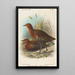 Oiseaux des Philippines - John Gerrard Keulemans — quadro incorniciato alla parete